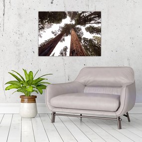 Obraz - Widok przez korony drzew (70x50 cm)
