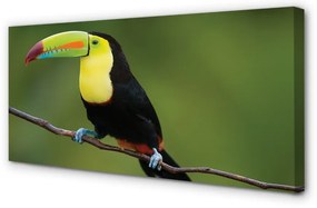 Duży obraz na płótnie Kolorowa Papuga na Gałęzi