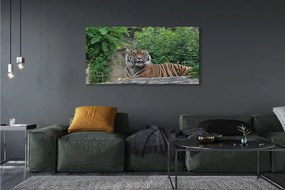 Duży obraz na płótnie Tygrys w Lesie
