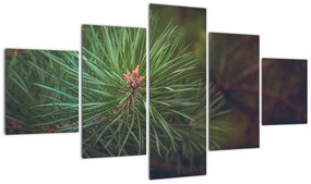 Obraz - Detal sosny (125x70 cm)