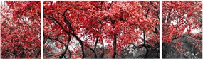 Obraz - Czerwone drzewa, Central Park, New York (170x50 cm)