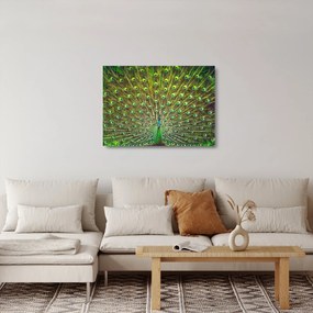 Obraz na szkle - Paw (70x50 cm)