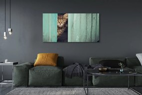 Zdjęcie na płótnie Ciekawski Kot Zaglądający