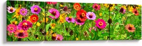 Obraz kwiatów polnych (170x50 cm)