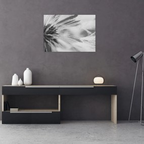 Obraz na szkle - Mlecz (70x50 cm)