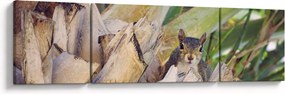 Obraz wiewiórki na drzewie (170x50 cm)