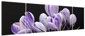 Obraz - Fioletowe krokusy (170x50 cm)