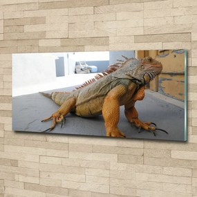 Obraz zdjęcie na scianę akrylowy Iguana