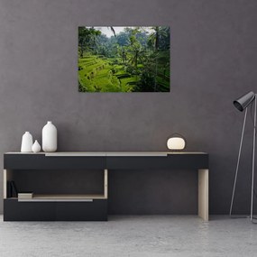 Obraz tarasów ryżowych Tegalalang, Bali (70x50 cm)