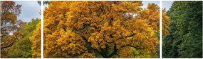 Obraz drzewa (170x50 cm)