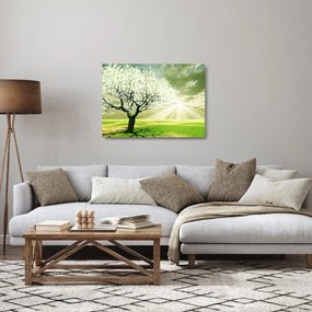 Obraz na szkle - kwitnące drzewo (70x50 cm)
