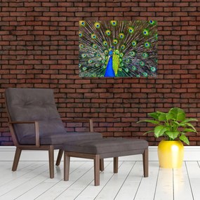 Obraz - Paw (70x50 cm)