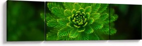 Obraz drzewa iglastego (170x50 cm)