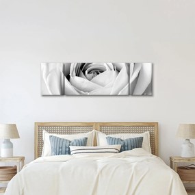 Obraz - Detal kwiatu róży (170x50 cm)