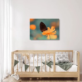 Obraz na szkle - motyl na pomarańczowym kwiatku (70x50 cm)