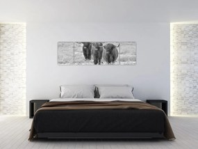 Obraz - Szkockie krowy, czarno - biały (170x50 cm)