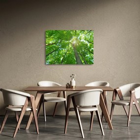 Obraz na szkle - Las (70x50 cm)