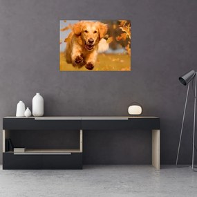 Obraz na szkle - Golden Retriever (70x50 cm)