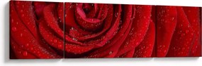 Obraz - szczegół róży (170x50 cm)
