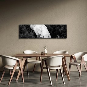 Obraz - Paw, czarno - biały (170x50 cm)