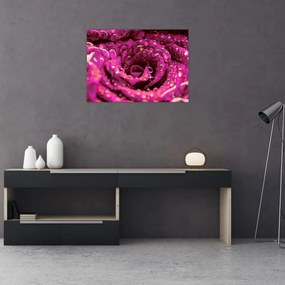 Obraz na szkle - różowy kwiat róży (70x50 cm)