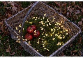 Łańcuch świetlny LED Sirius Trille Green, dł. 200 cm