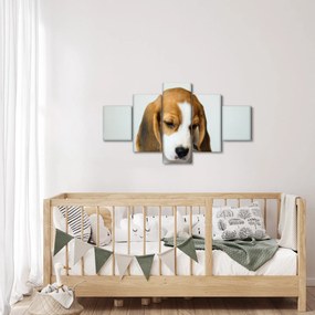 Obraz Beagle (125x70 cm)