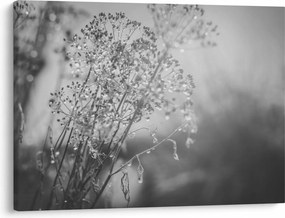 Obraz - Łąka po deszczu (70x50 cm)