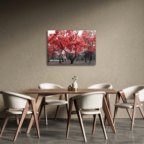 Obraz - Czerwone drzewa, Central Park, New York (70x50 cm)