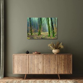 Obraz na szkle - las (70x50 cm)