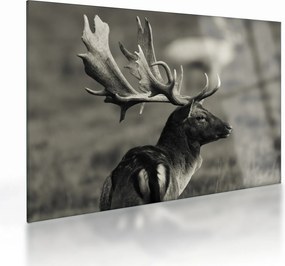 Obraz na szkle - Jeleń (70x50 cm)