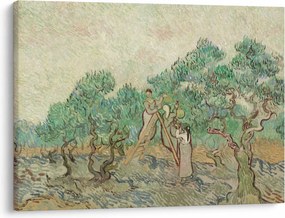 Obraz - Vincent van Gogh, The Olive Orchard, reprodukcje (70x50 cm)
