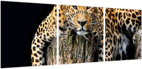 Obraz - Gepard (z zegarem) (90x30 cm)