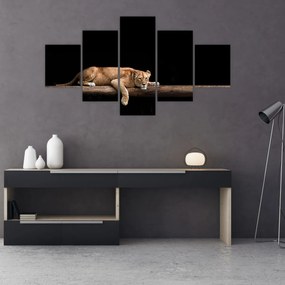 Obraz - Lwica (125x70 cm)