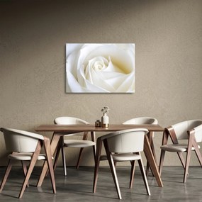 Obraz na szkle białej róży (70x50 cm)