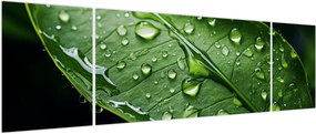 Obraz - Liść po deszczu (170x50 cm)