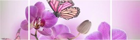 Obraz - Motyl na kwiatach orchidei, liliowy (170x50 cm)