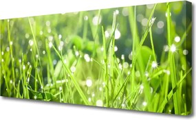 Obraz drukowany na płótnie Szum Zielonych Traw