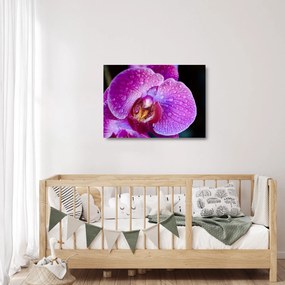 Obraz na szkle - zbliżenie kwiatu orchidei (70x50 cm)