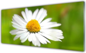 Panel Szklany Skromność Polnej Stokrotki