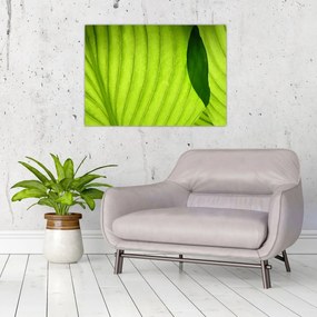 Obraz na szkle - Szczegół zielonego liścia (70x50 cm)