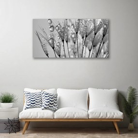 Obraz na płótnie Ulotność Mniszka Lekarskiego