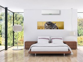 Obraz kota na kanapie (170x50 cm)