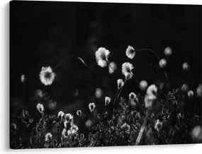 Obraz - Łąka z trawą bawełnianą N⁰1 (70x50 cm)