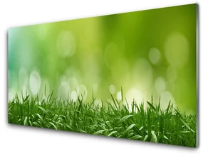 Panel Szklany Trawa Roślina Natura