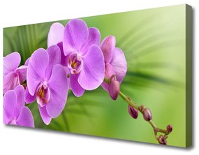 Obraz Canvas Storczyk Orchidea Kwiaty