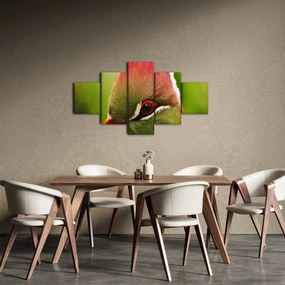 Obraz kolorowego ptaka (125x70 cm)