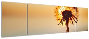 Obraz dmuchawca o zachodzie słońca (170x50 cm)
