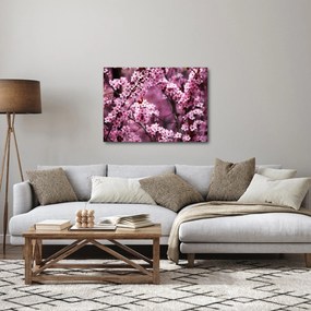 Obraz - Różowa sakura (70x50 cm)