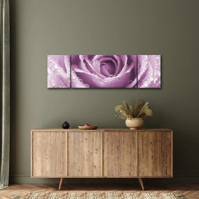 Obraz szczegółu kwiatu róży (170x50 cm)